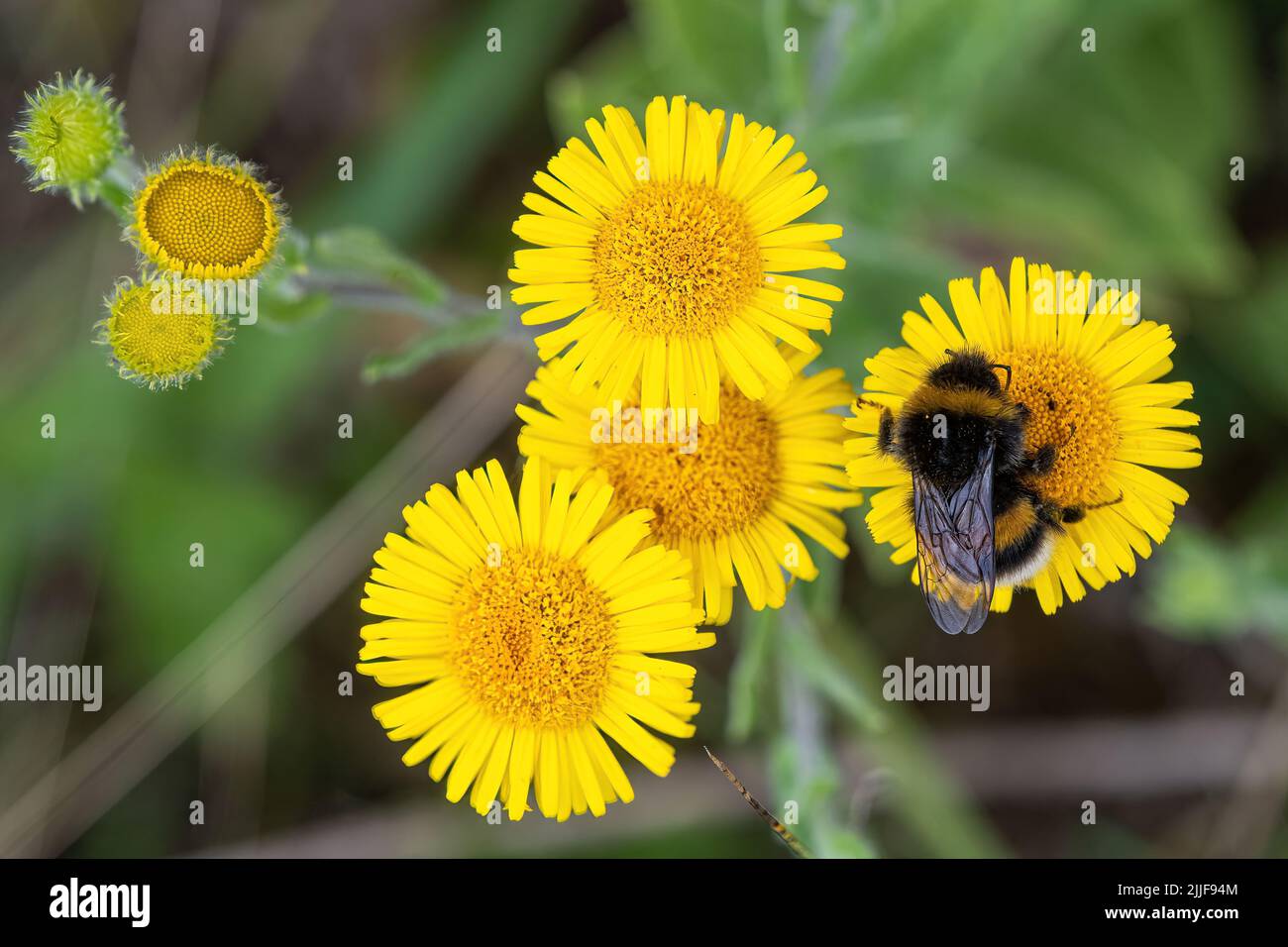 Bumblebee à queue blanche (Bombus lucorum) sur des fleurs de fleurs communes (pulicaria dysenterica), une fleur jaune, pendant l'été, Angleterre, Royaume-Uni Banque D'Images