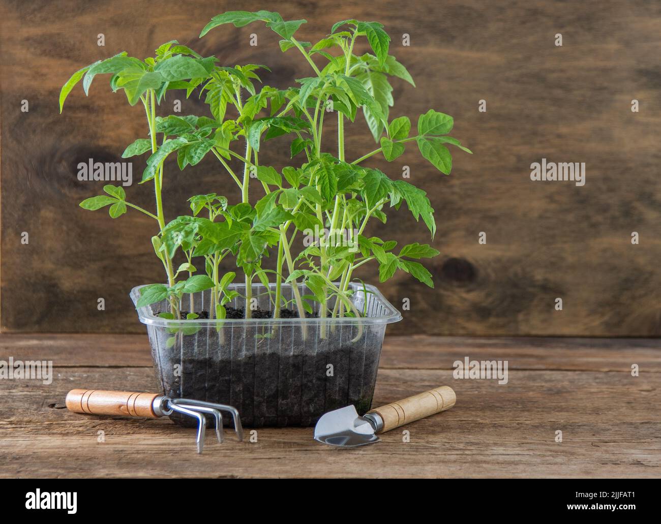 Semis de tomates. Jardinage de printemps. Bush de tomate. Cultivez des légumes à la maison. Propagation et plantation d'un potager. Plante dans une boîte. Arrière-plan en bois. Banque D'Images