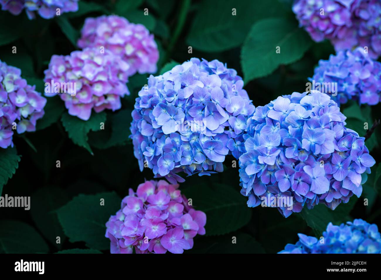 Belle fleur d'hortensia dans le jardin Banque D'Images