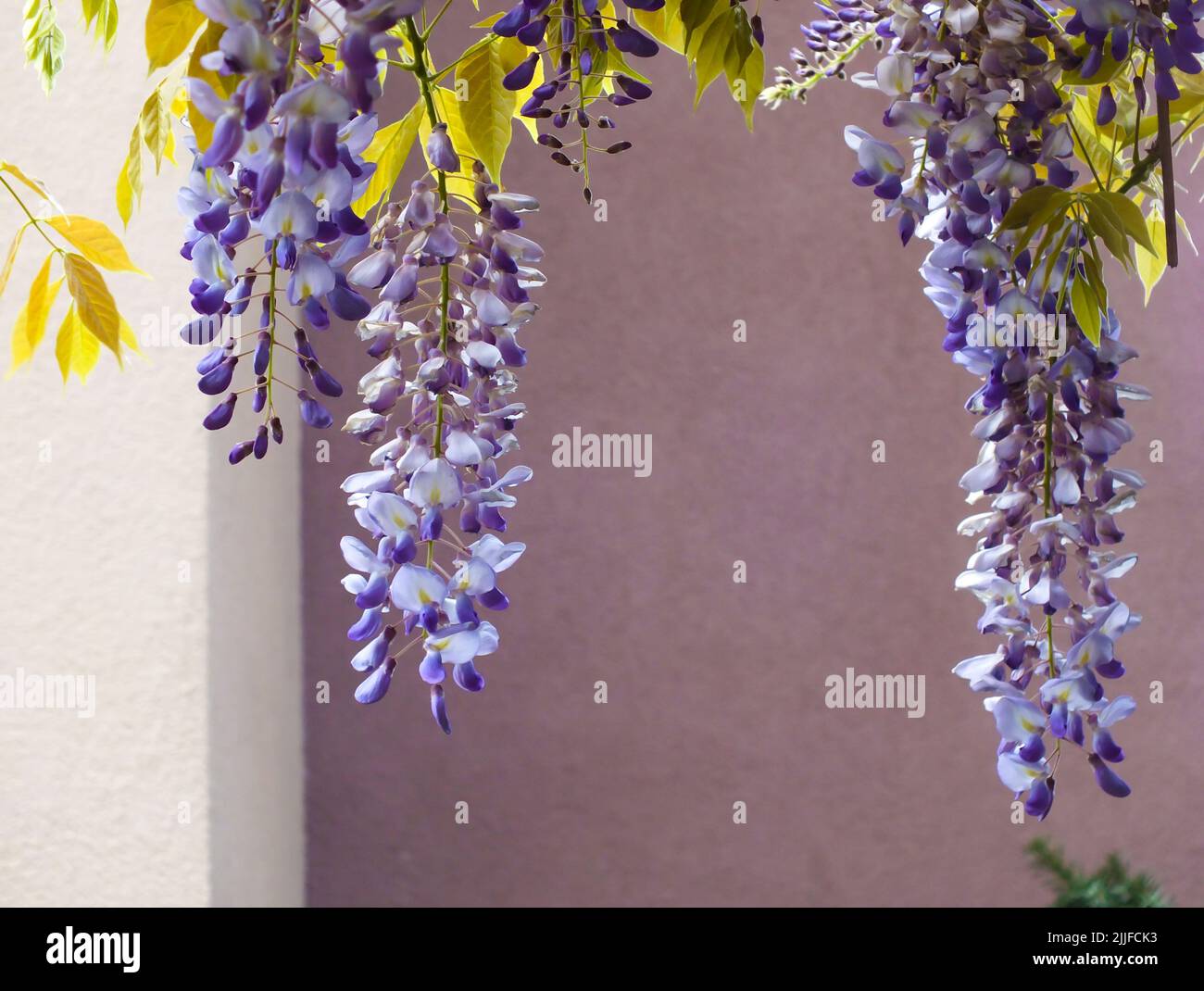 Gros plan de la fleur de Wisteria sur un mur de lilas, couleur violet fleurs de printemps wisteria fleurir dans un jardin, foyer sélectif Banque D'Images