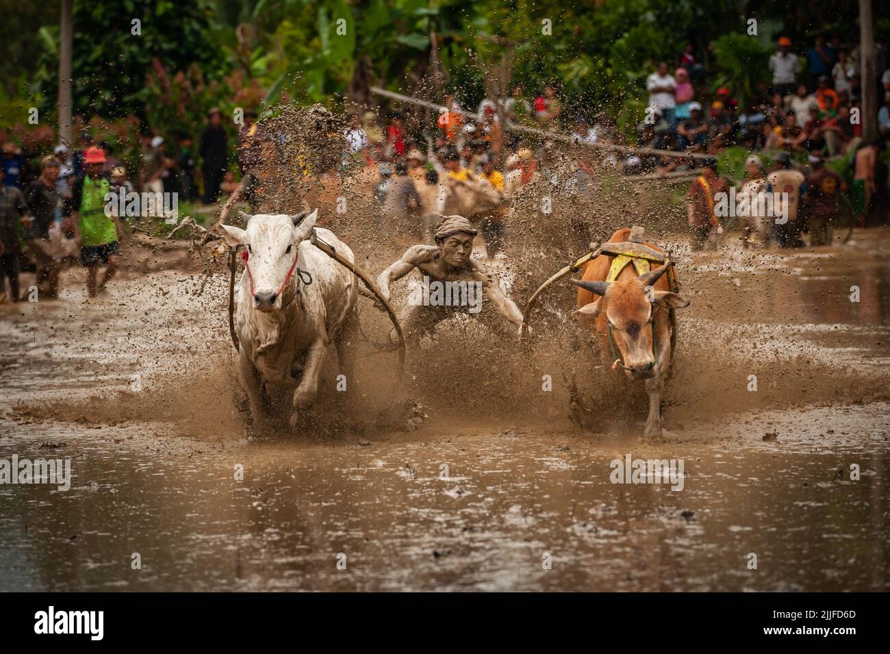 sspi jawi course traditionnelle de taureaux , indonésie Banque D'Images