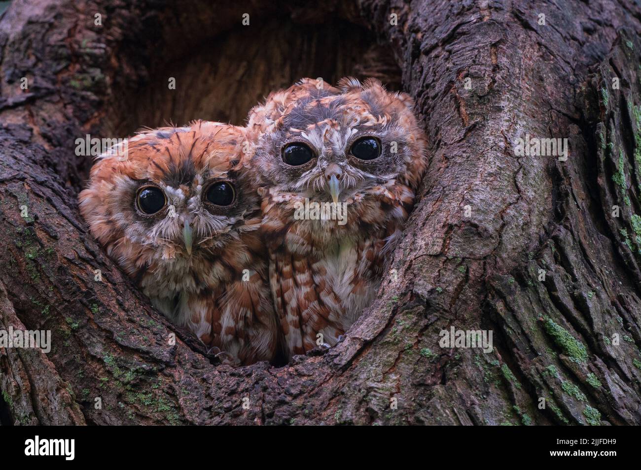 Les hurlements de hurlements sont à l'homme de la caméra. Massachusetts, États-Unis : CES ADORABLES photos montrent deux petits hiboux qui se couperaient ensemble à l'intérieur d'un arbre. Une image Banque D'Images