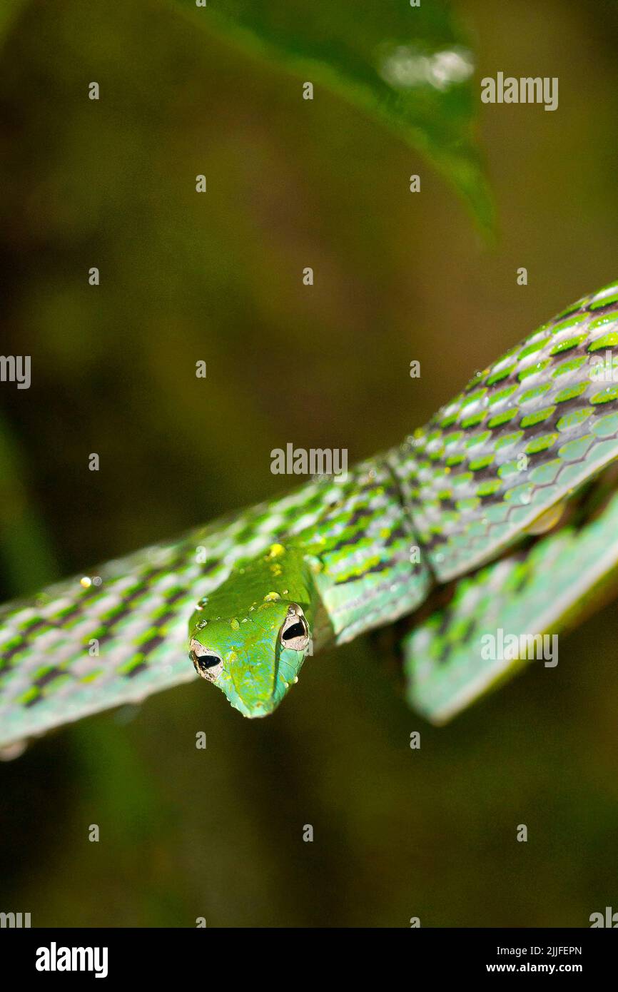 Serpent à vigne verte, serpent whip à long nez, Ahaetulla nasuta, forêt tropicale du parc national de Sinharaja, réserve de biosphère du site du patrimoine mondial de l'UNESCO, Sri Lank Banque D'Images