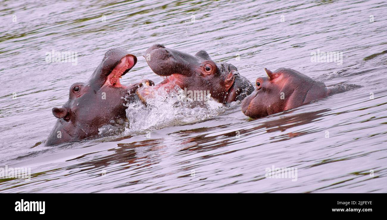 L'hippopotame, hippopotame, Hippopotamus amphibius, Kruger National Park, Mpumalanga, Afrique du Sud, l'Afrique Banque D'Images