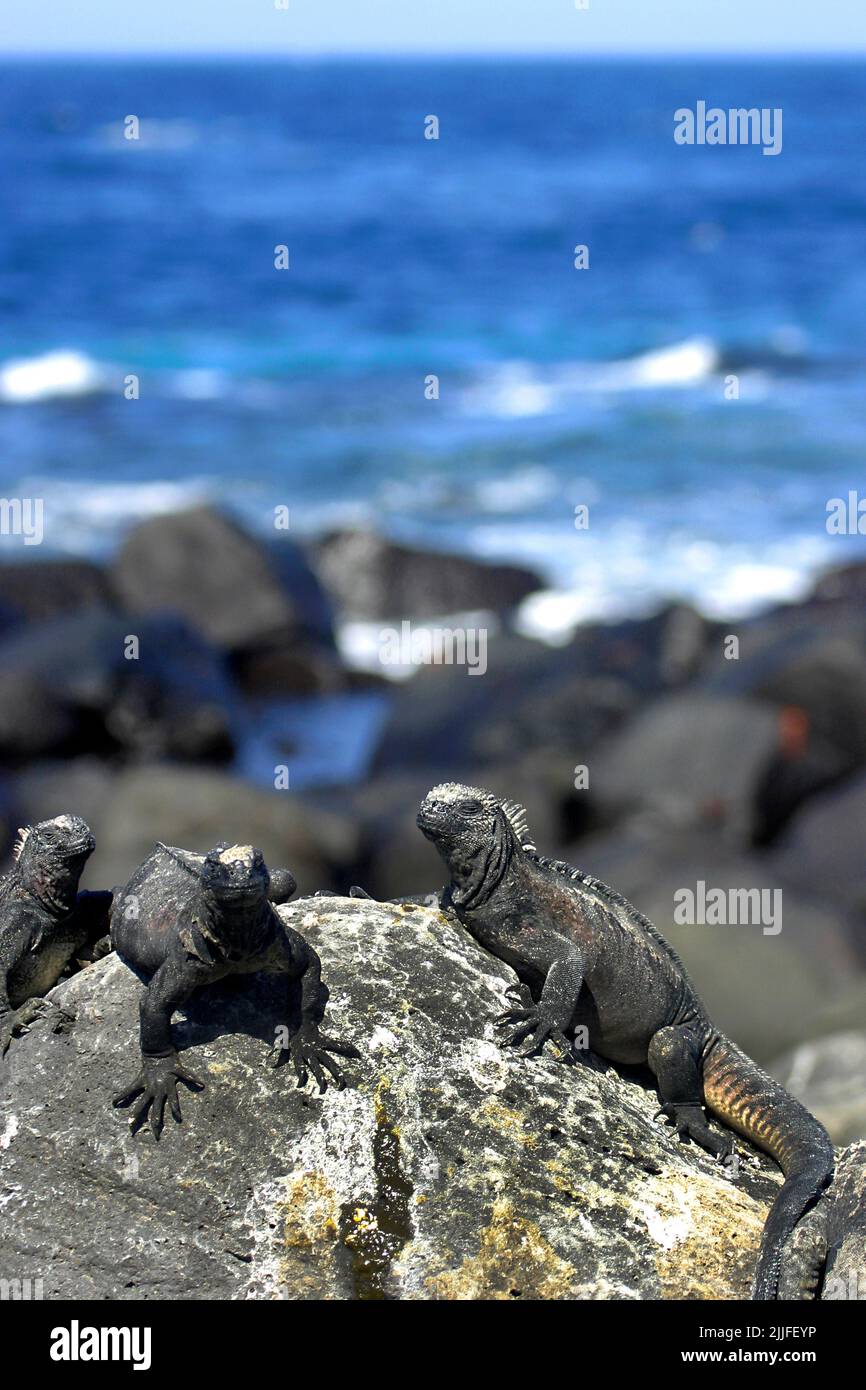 Iguana marine, Amblyrhynchus cristatus, Parc national de Galápagos, Îles Galápagos, site du patrimoine mondial de l'UNESCO, Équateur, Amérique Banque D'Images