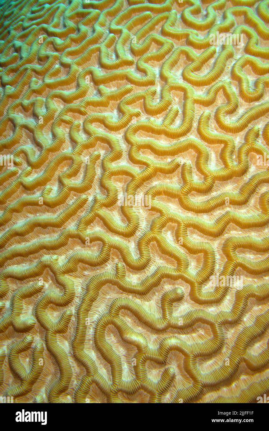 Brain Coral, Coral Reef, Caribbean, Isla de la Juventud, Cuba, Amérique Banque D'Images