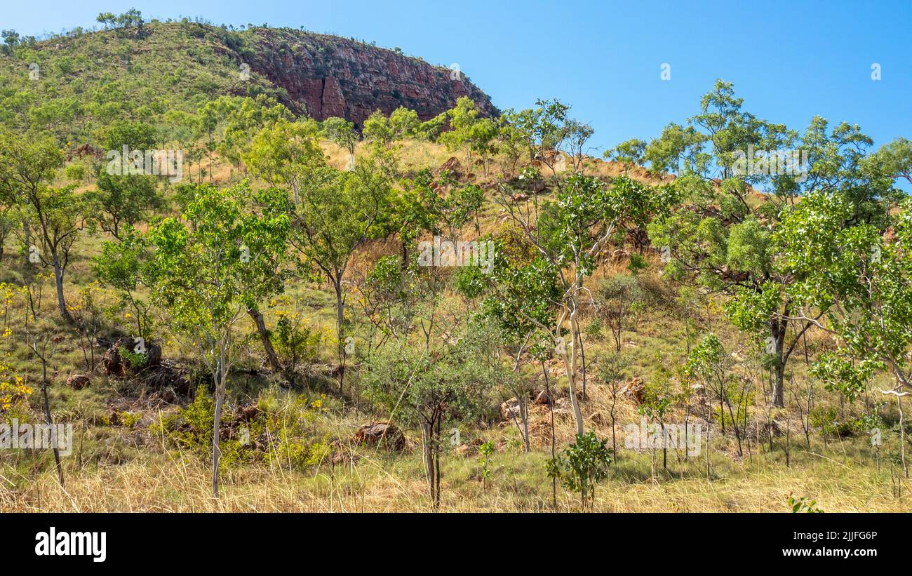 Savane boisée d'eucalyptus à Durack Mountain Range Kimberley en Australie occidentale. Banque D'Images