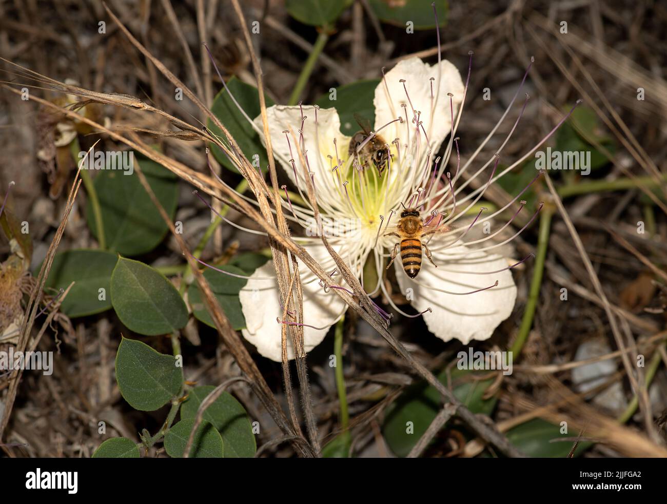 les abeilles collectent le pollen de la fleur du caper Banque D'Images