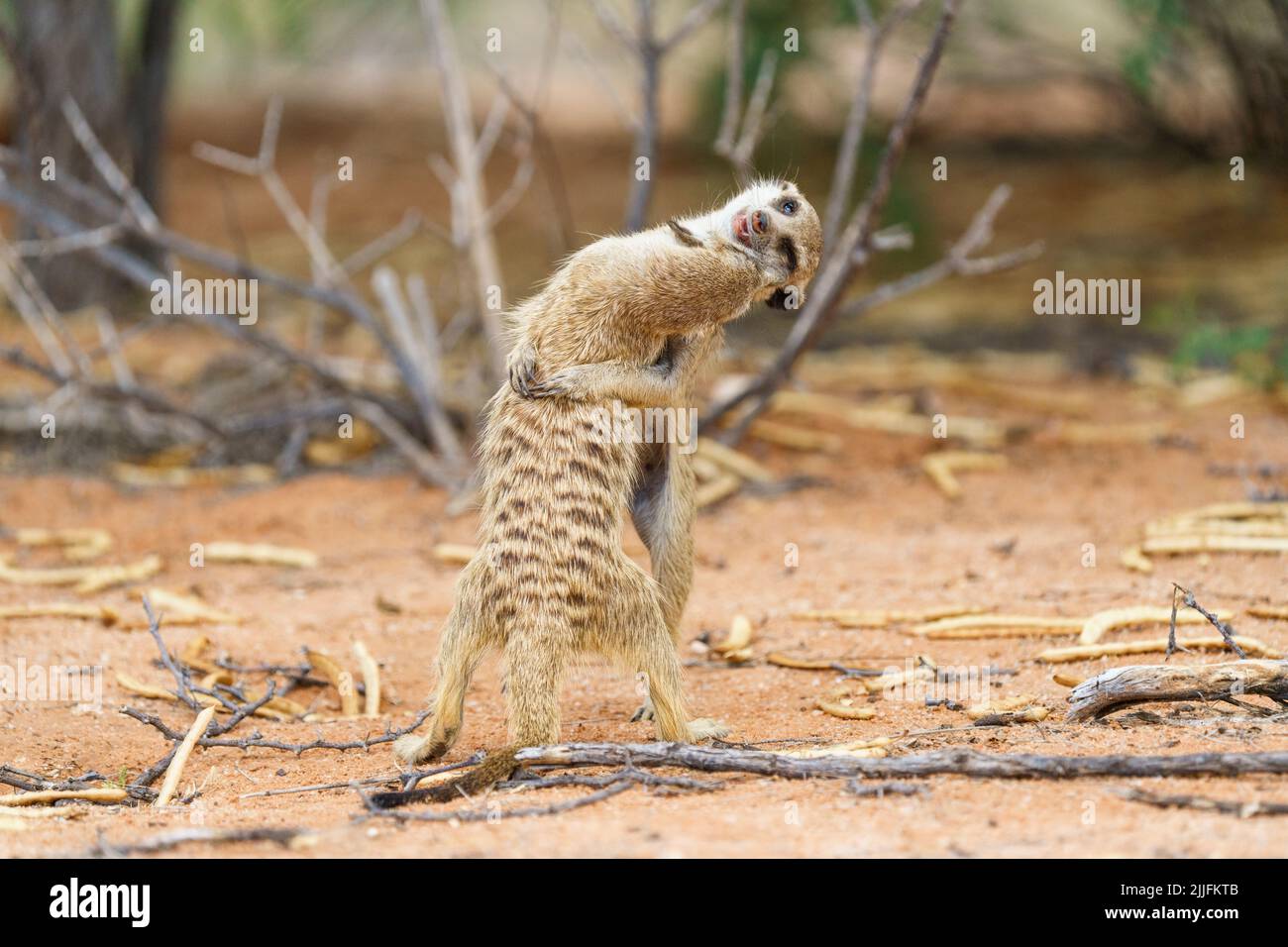 2 baby meerkat (Suricata suricata) combat debout. Kalahari, Parc national transfrontalier, Afrique du Sud Banque D'Images