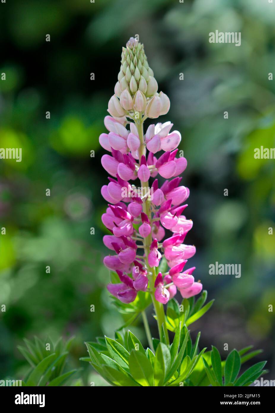 Lupins roses Banque D'Images