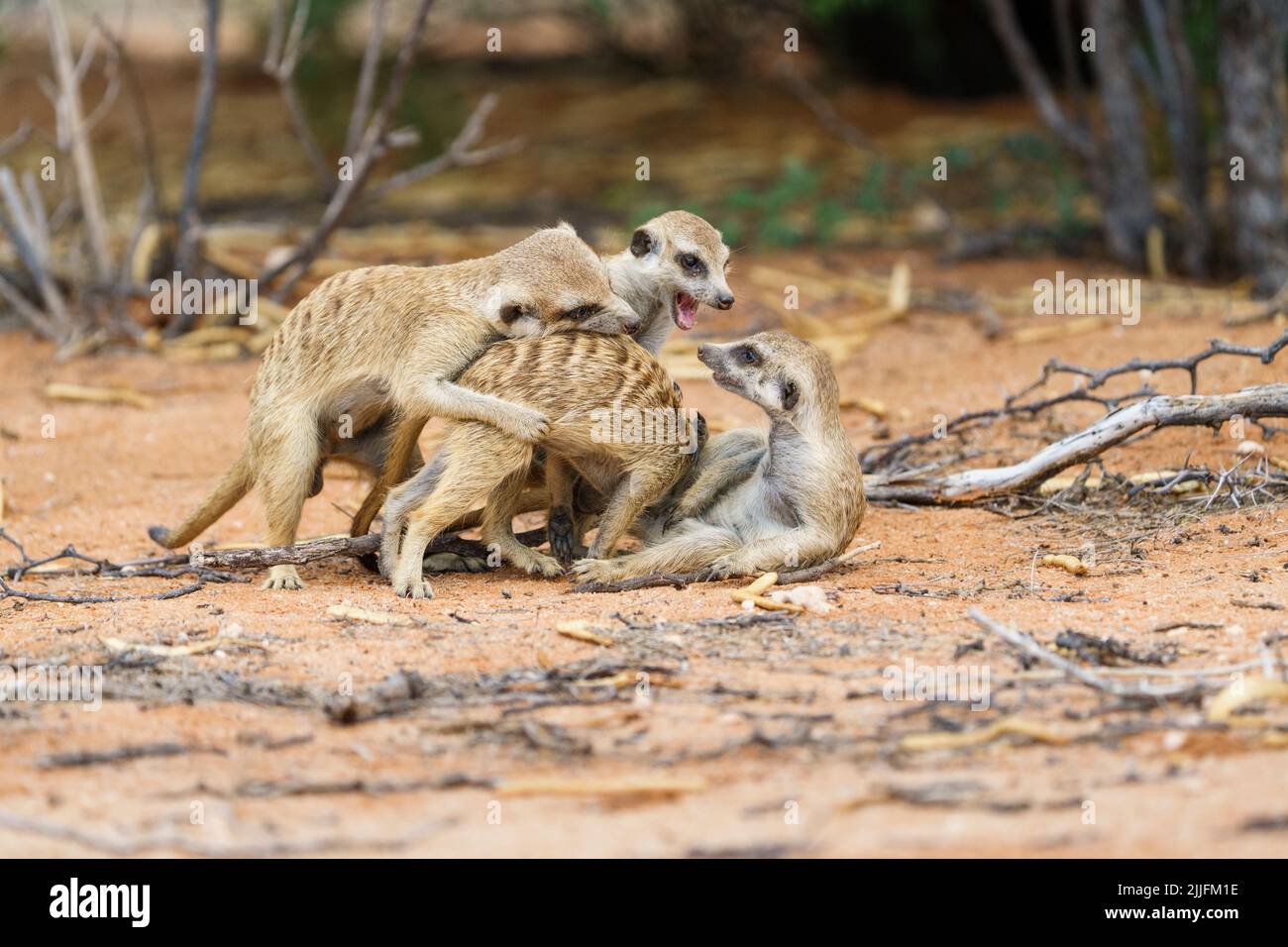 4 petits bébés meerkat (Suricata suricata) se battent. Kalahari, Parc national transfrontalier, Afrique du Sud Banque D'Images
