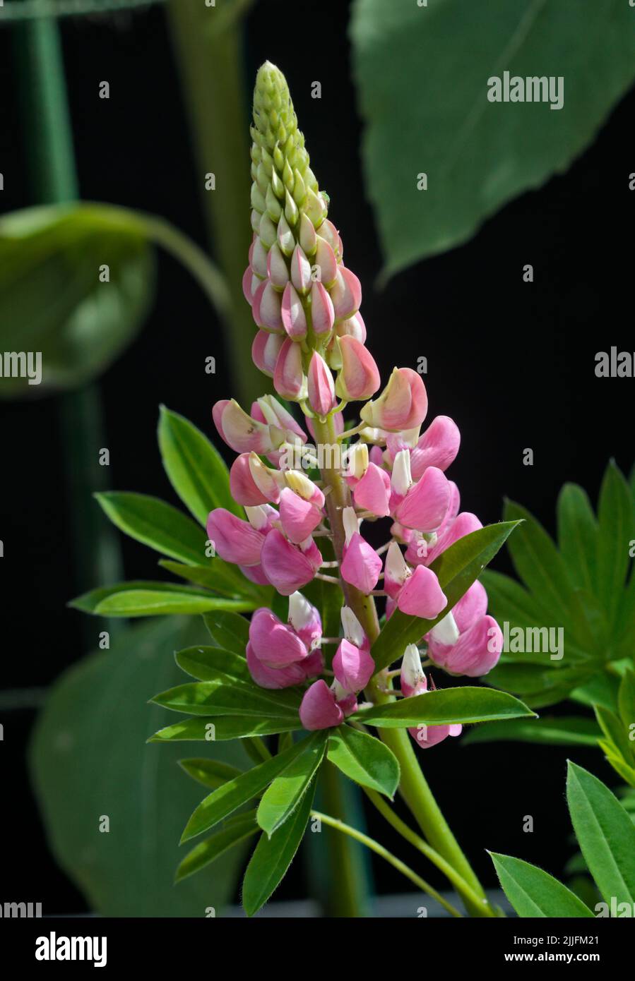 Lupins roses Banque D'Images