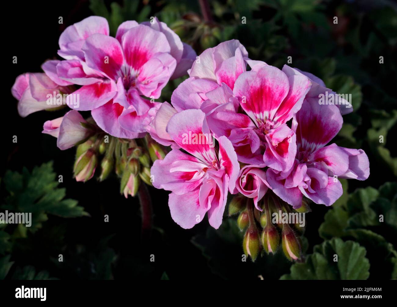 Géranium rose Banque D'Images