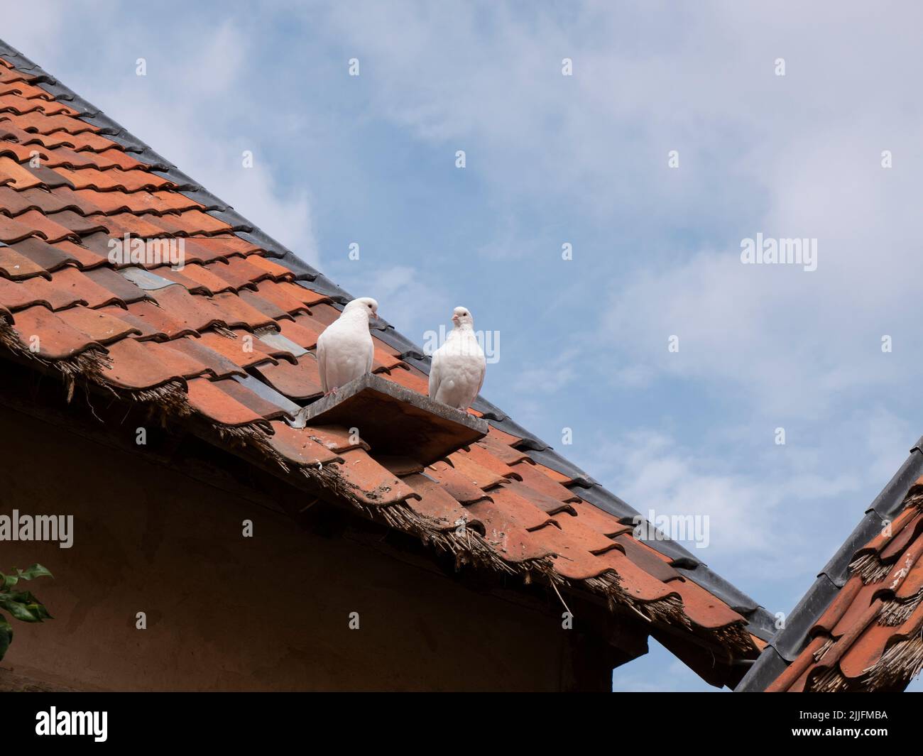 Pigeons blancs fantaisie sur un vieux toit isolé en tuiles de paille Banque D'Images