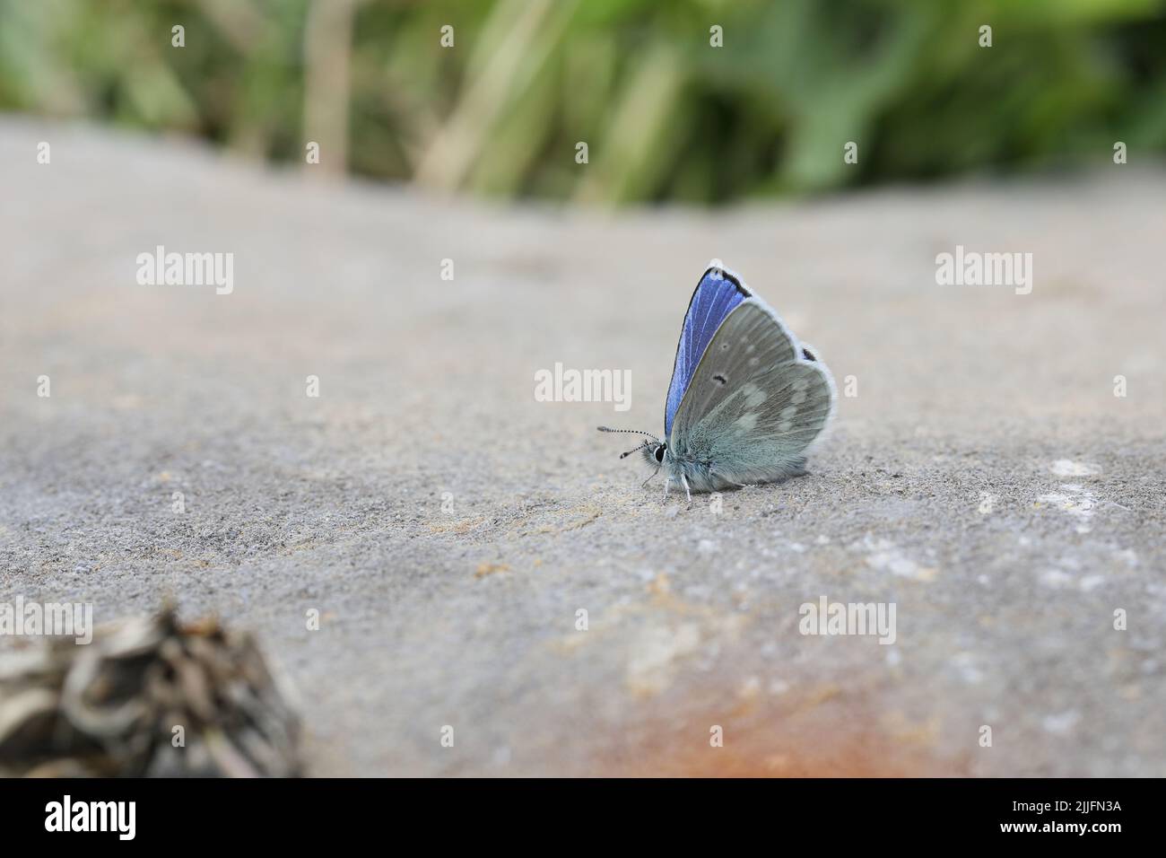 argus alpin (Agriades orbitulus) photographié sur Diedamskopf à Bregenzerwald, Autriche. Banque D'Images