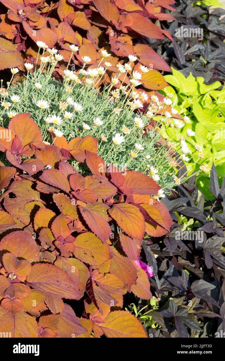 Plantes de la literie annuelle lit de fleurs d'été Coleus ortie peinte Ipomoea contraste coloré des feuilles Banque D'Images