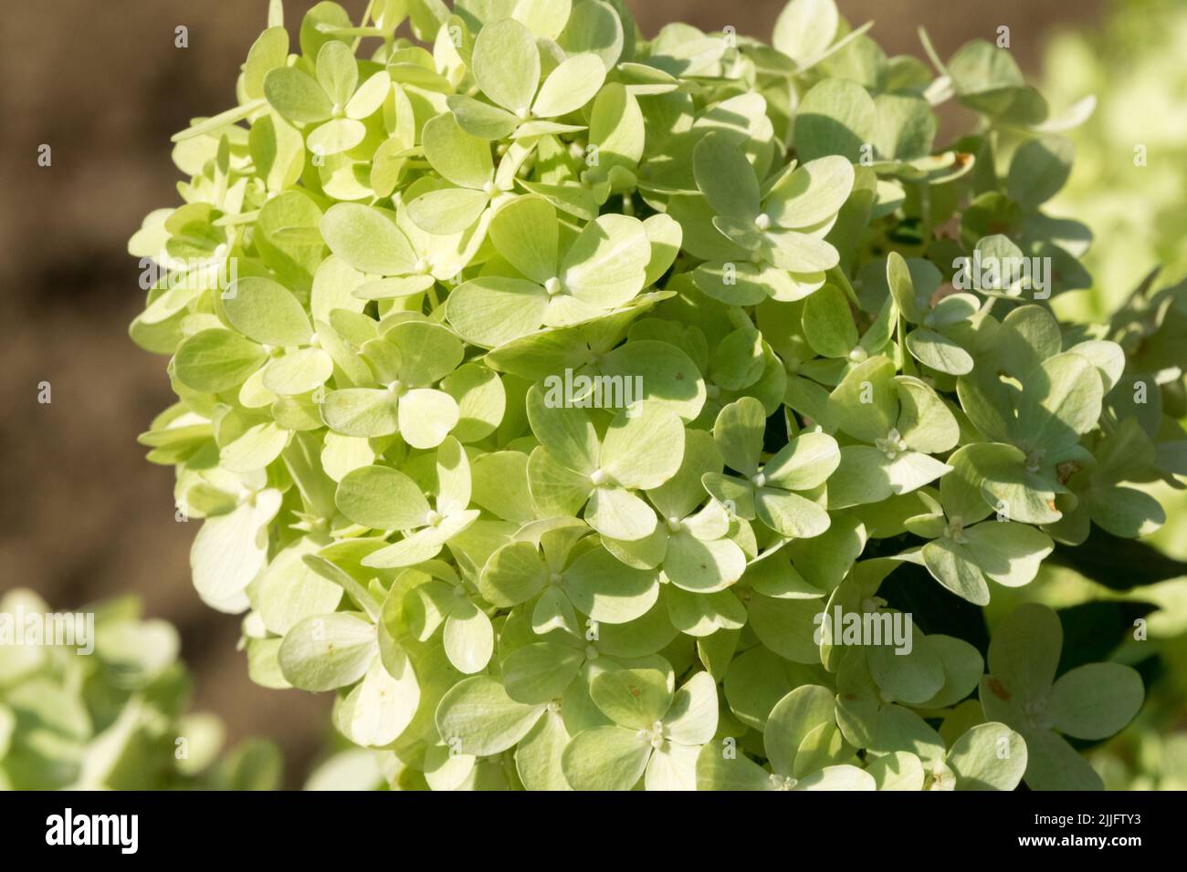Hydrangea Mojito, Fleur, Hardy, Hydrangeas Banque D'Images