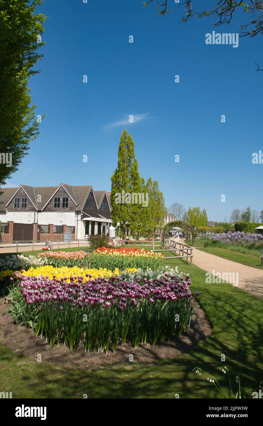 Tulipes dans les jardins de Springfields Outlet Shopping & Leisure, Spalding, Lincolnshire Banque D'Images