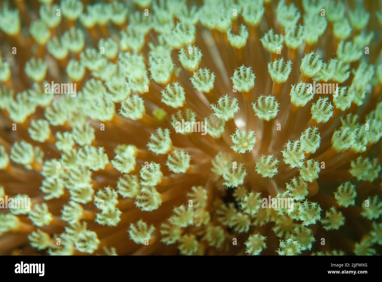 Les polypes de corail mou de Sarcophyton sp. Mahe, Seychelles, océan Indien Banque D'Images