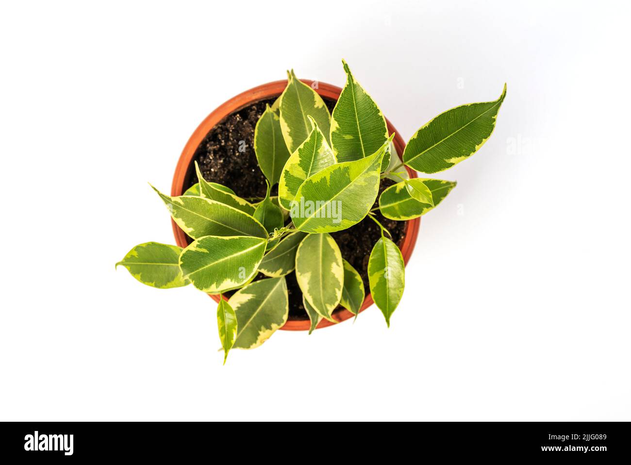 Ficus benjamina dans pot. Figue de maison, figue de benjamin, ficus arbre isolé sur fond blanc - vue de dessus Banque D'Images