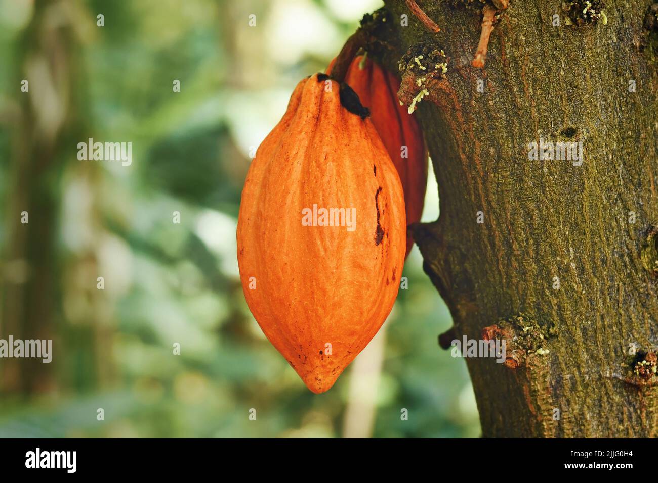 Gousse d'orange aux fèves de cacao accrochée à l'arbre de cacao « Theobroma cacao » Banque D'Images