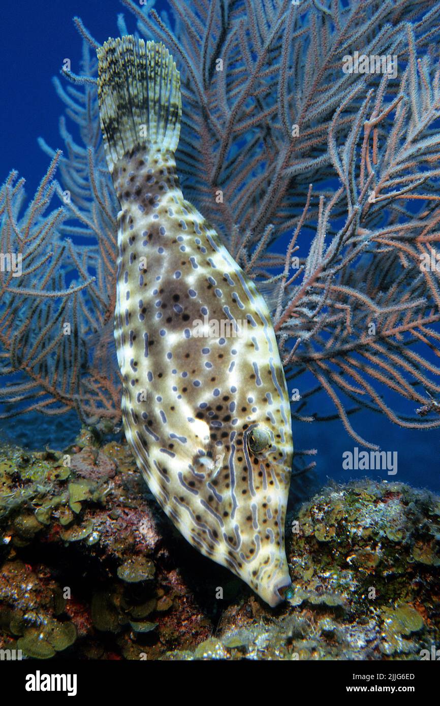 Corégone crawled ou corégone à queue de cheval (Aluterus scriptus), Cuba, mer des Caraïbes Banque D'Images