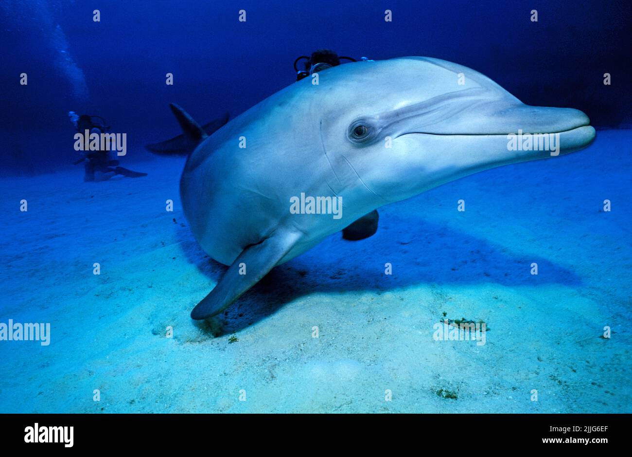 Dauphin à gros nez (Tursiops truncatus), Grand Bahamas, Bahamas, Caraïbes Banque D'Images