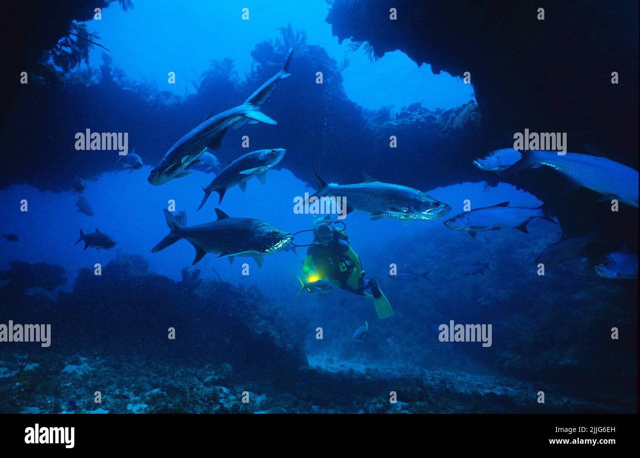Tarpons (megalops atlanticus) sur un récif corallien, Cuba, Caraïbes Banque D'Images