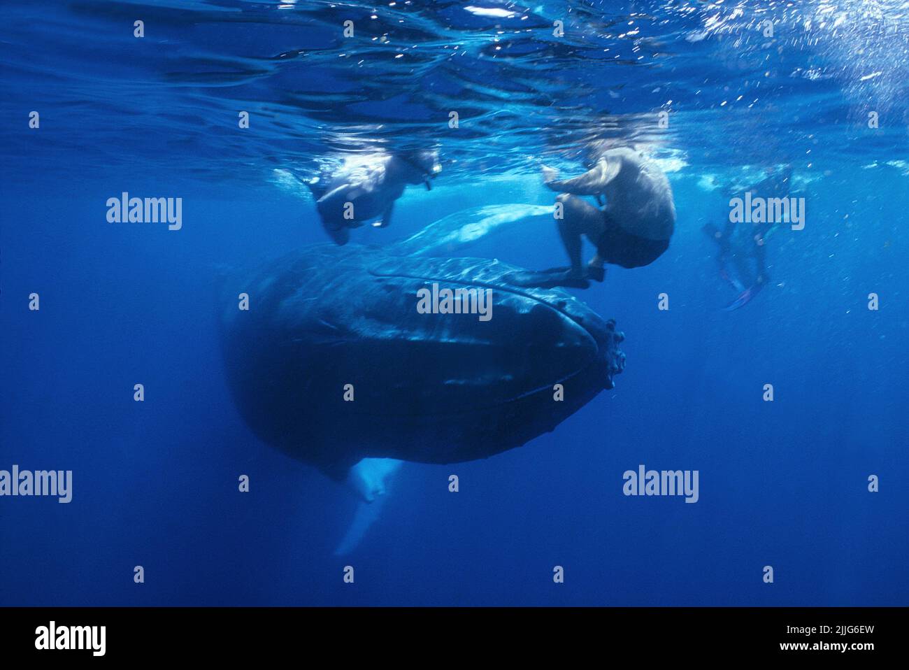 La baleine à bosse (Megaptera novaeangliae), un homme attaque un groupe de ronfleurs, Silverbanks, République dominicaine, Caraïbes Banque D'Images