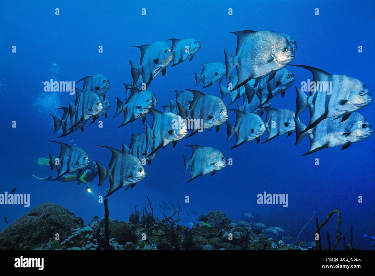 Une école de spadaféches de l'Atlantique (Chaetodipterus faber), nager au-dessus d'un récif de corail, Cuba, Caraïbes Banque D'Images