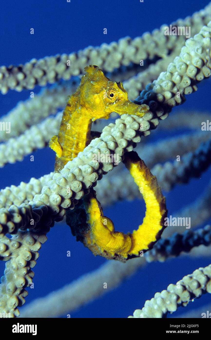 Hippocampe à museau long ou cheval de mer mince (Hippocampus reidi), tenant sur un corail, île de Roatan, îles de la baie, Honduras, Caraïbes Banque D'Images