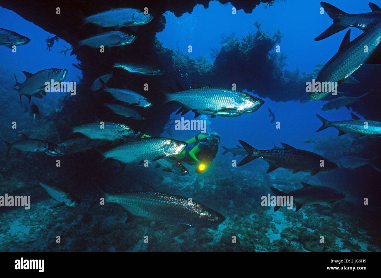 Tarpons (megalops atlanticus) sur un récif corallien, Cuba, Caraïbes Banque D'Images