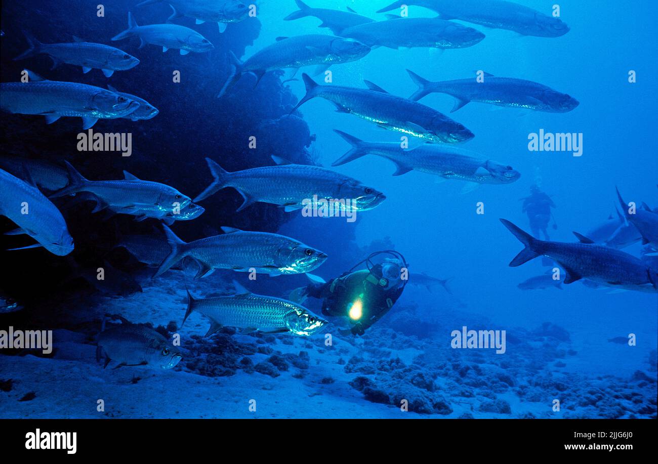 Tarpons (megalops atlanticus) sur un récif de corail, îles Caïmans, Caraïbes Banque D'Images