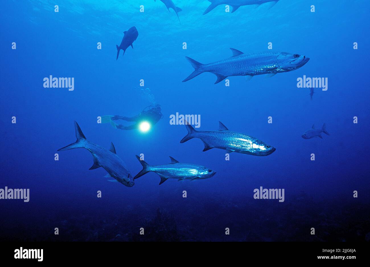 Tarpons (megalops atlanticus) sur un récif de corail, îles Caïmans, Caraïbes Banque D'Images