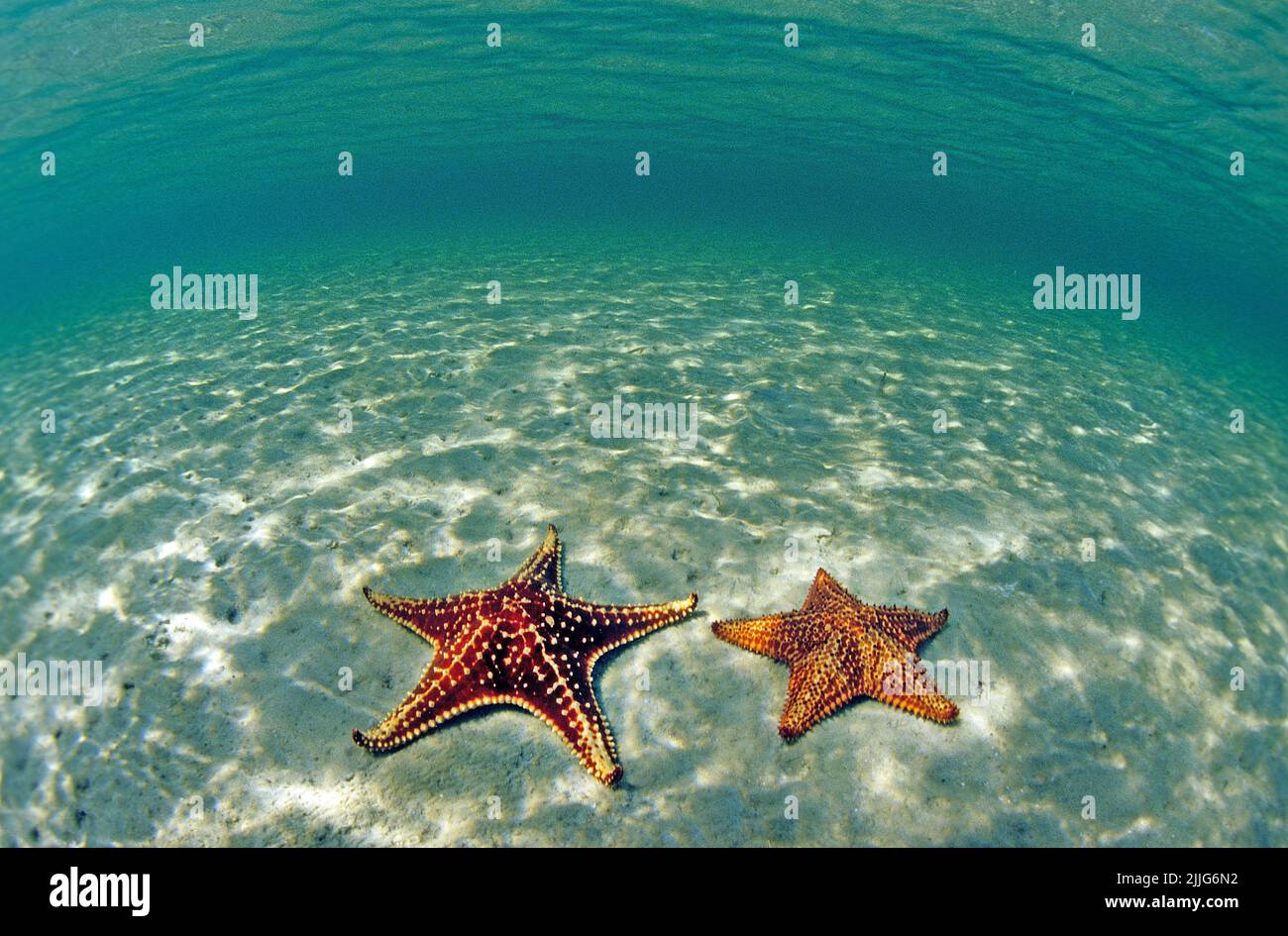 Coussin étoiles de mer (Oreaster reticulatus), dans un lagon, Saint-Eustache, BES-Îles, Antilles néerlandaises, Caraïbes Banque D'Images