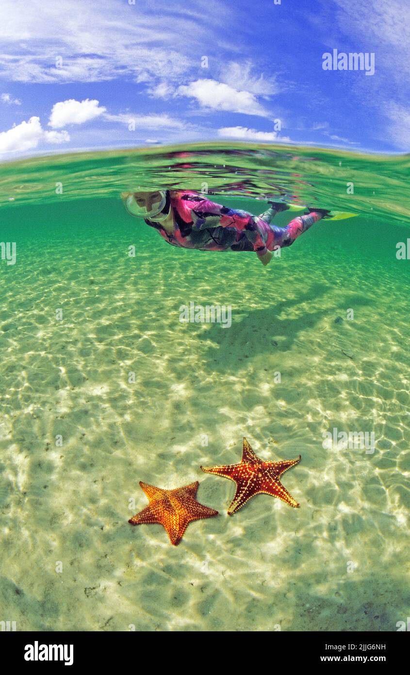 Snorkeler et coussin étoiles de mer (Oreaster reticulatus), dans un lagon, Saint-Eustache, BES-Îles, Antilles néerlandaises, Caraïbes Banque D'Images