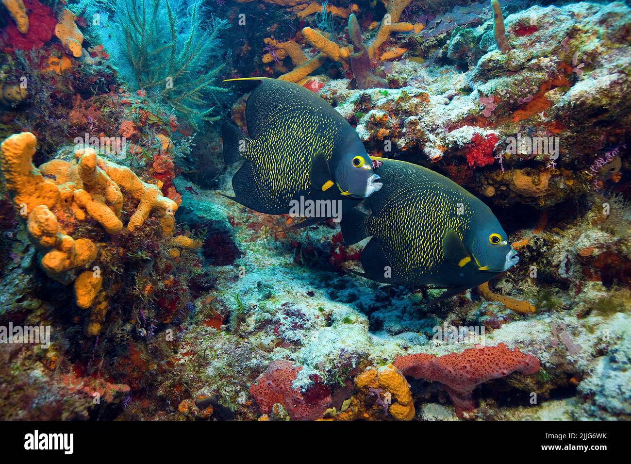 Poissons angélicoles français (Pomacanthus paru), dans un récif corallien coloré des caraïbes, Roatan, Bay Islands, Caraïbes Banque D'Images