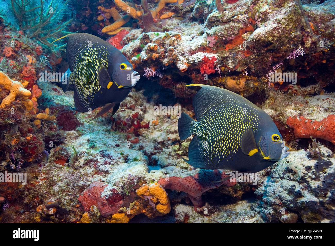 Poissons angélicoles français (Pomacanthus paru), dans un récif corallien coloré des caraïbes, Roatan, Bay Islands, Caraïbes Banque D'Images