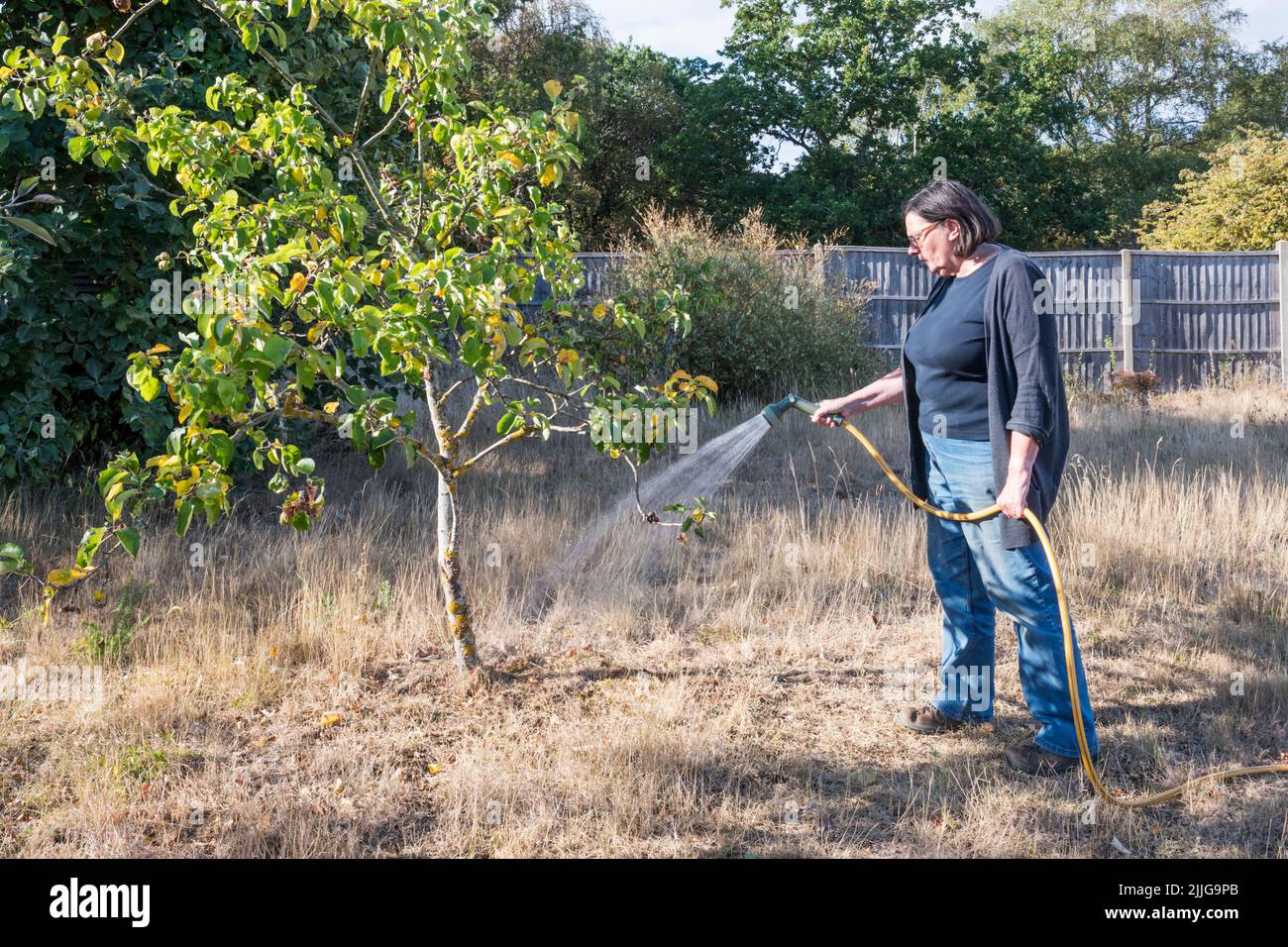 Femme arrosant un arbre fruitier sec avec un bécasseau pendant le temps chaud et sec de juillet 2022. Banque D'Images