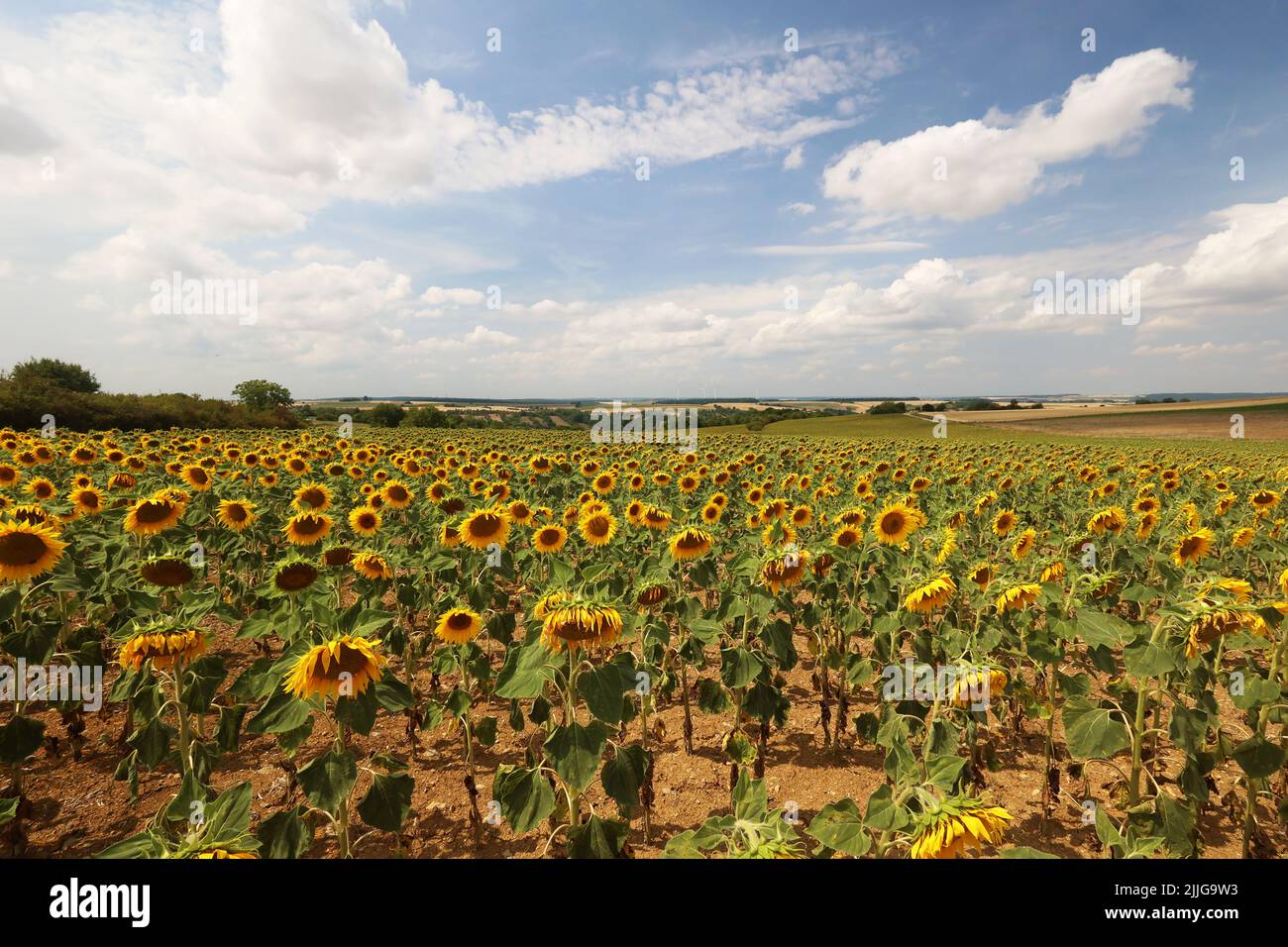Tournesols. Champ fleuri de tournesols en été. Banque D'Images