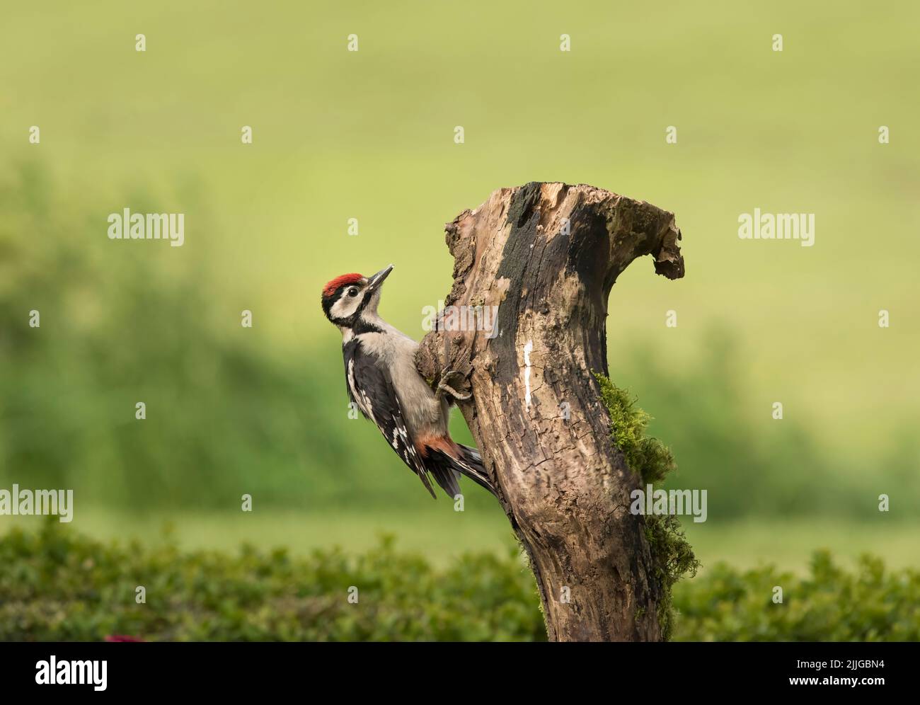 Petit pic à pois, Dendrocopos Major, en rondins dans le jardin, Lancashire, Royaume-Uni Banque D'Images