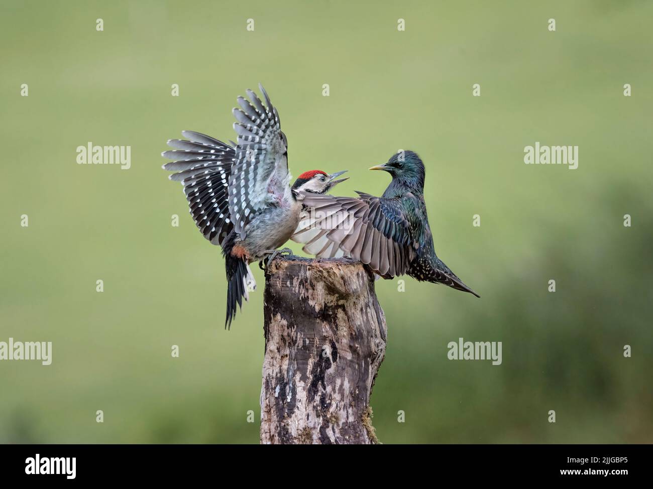 Petit pic tacheté juvénile, Dendrocopos Major, en conflit avec l'adulte Starling, Sturnus vulgaris, Lancashire, Royaume-Uni Banque D'Images