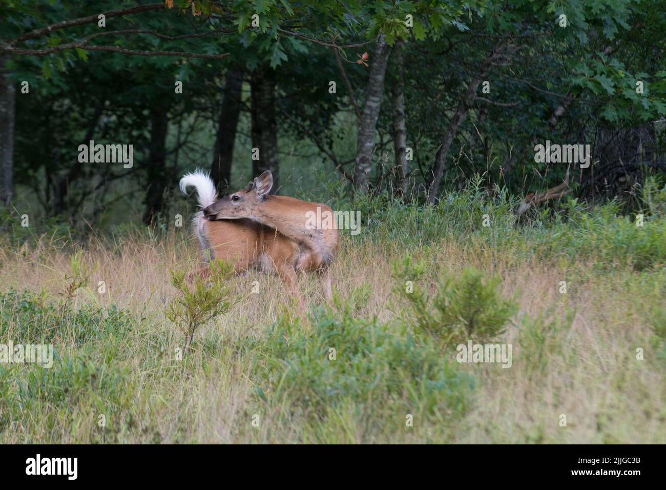 Un cerf de Virginie mâle se hale dans le parc national d'Acadia, Maine, États-Unis Banque D'Images