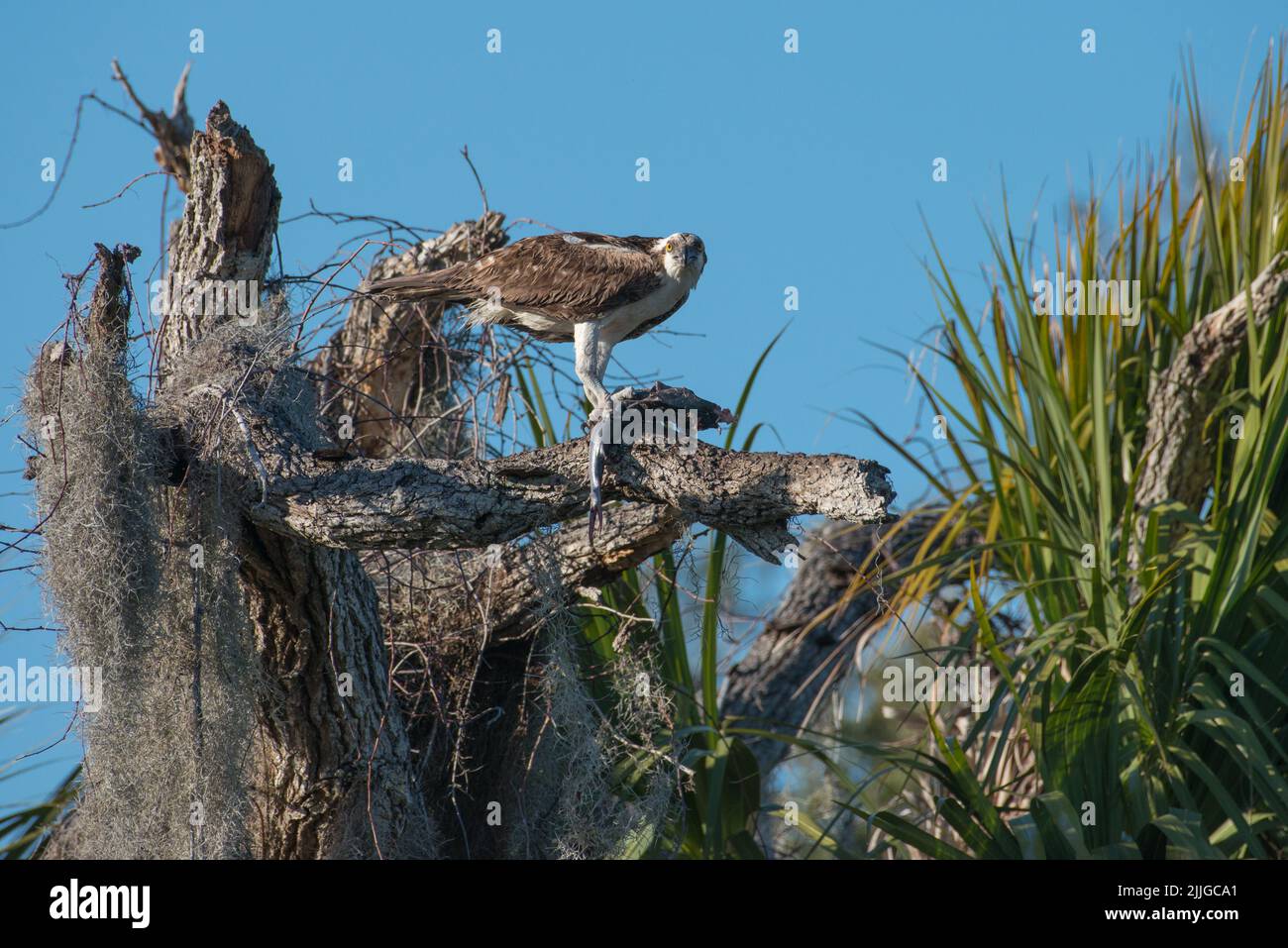 Une balbuzard qui regarde la caméra perchée au sommet d'un arbre mort avec un poisson, Tera CEIA Preserve State Park, Floride, Etats-Unis Banque D'Images