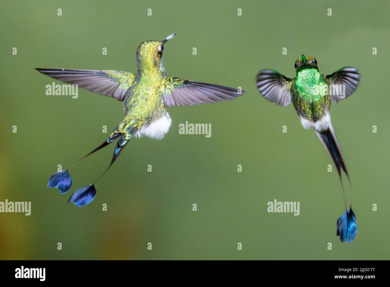 Paire de mâles Hummingbird (Ocreatus underwoodii) en Équateur Banque D'Images