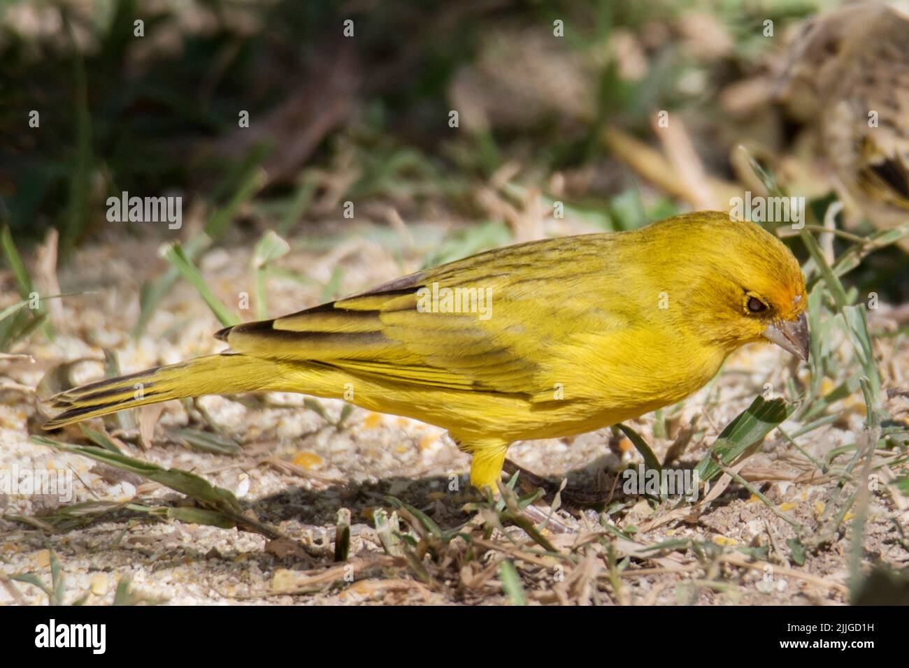 Safran Finch mâle (Sicalis flaceola) Pantanal, Brésil Banque D'Images