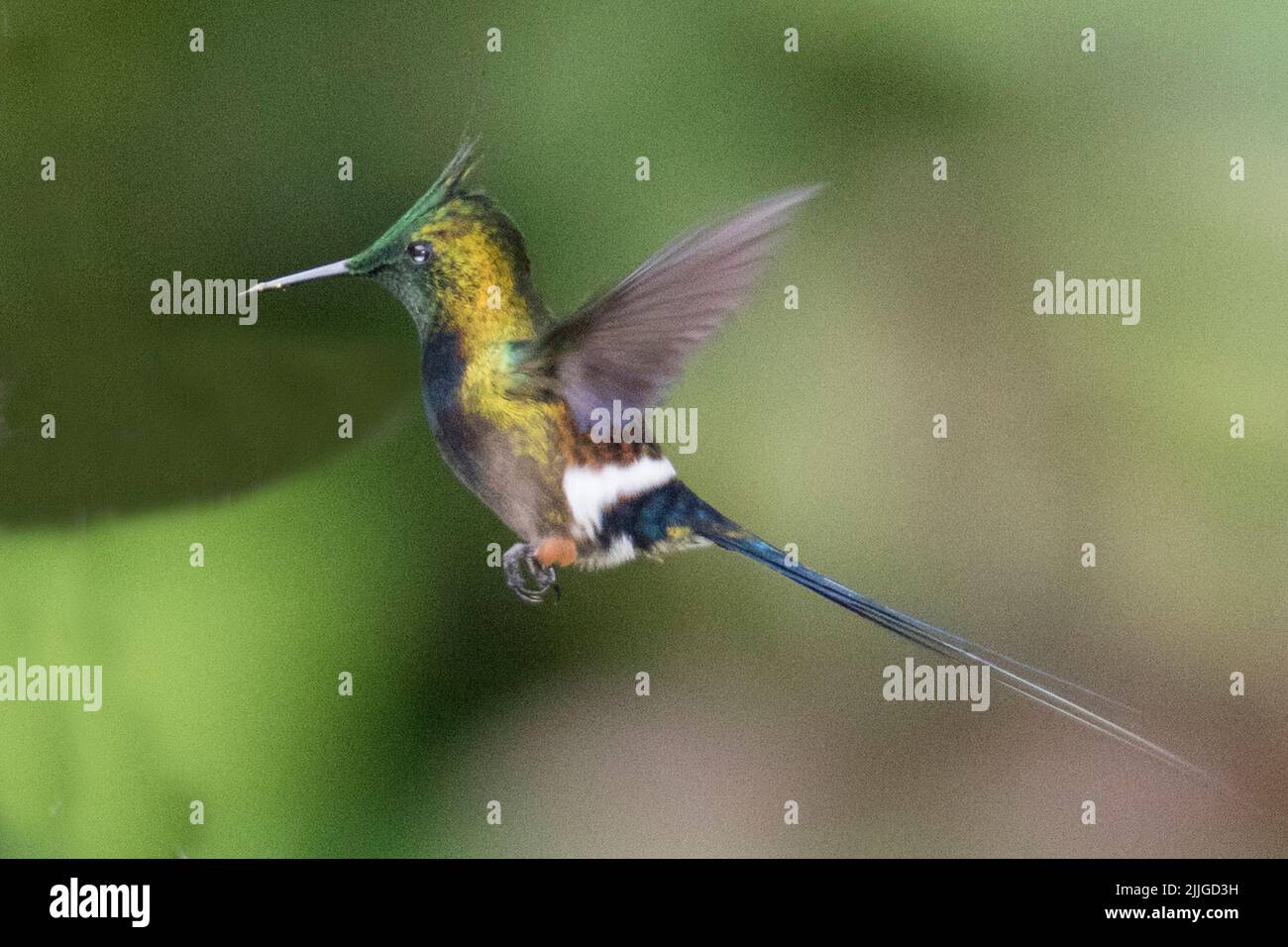 Fil-Crested Thorntail Humkmingbird mâle volant (Discosura conversii) Equateur Banque D'Images