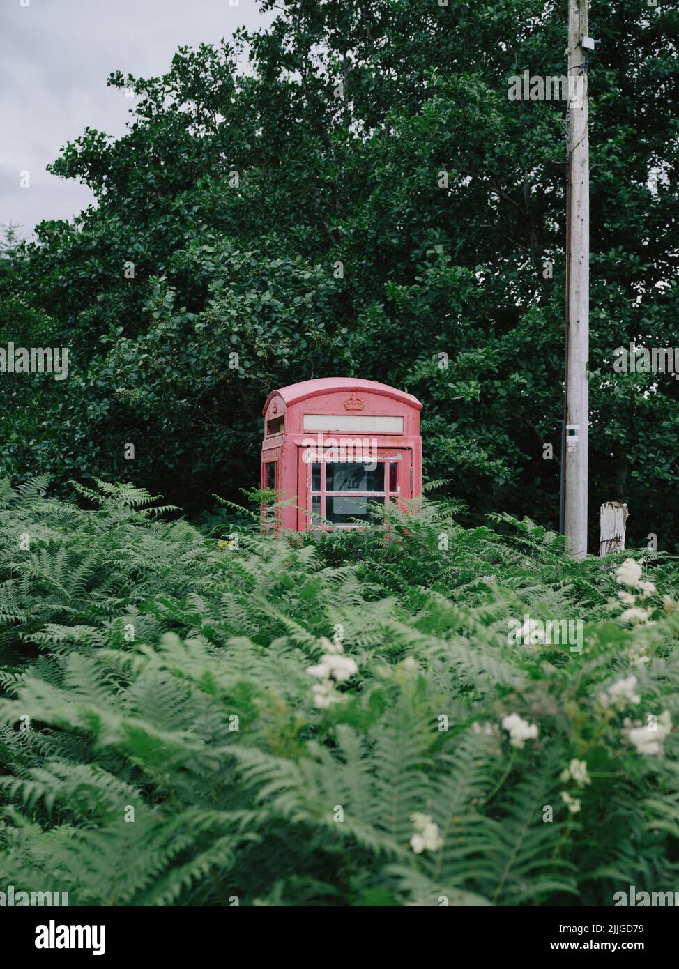 Une boîte téléphonique rurale rose rouge à moitié cachée par des plantes de fougères surcultivées sur l'île de Sky Scotland UK - boîte téléphonique Banque D'Images