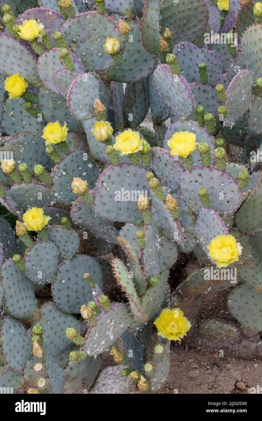 Purple Cactus fleurs et bourgeons (Opuntia macrocentra) Le sud de l'Arizona Banque D'Images