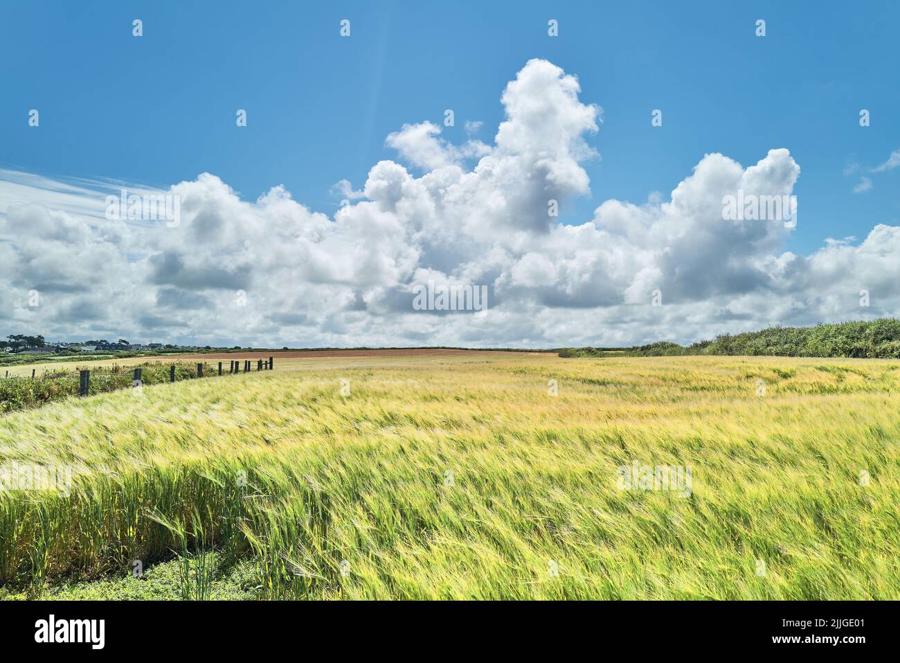 Un champ de grain se courbe dans le vent soufflant à travers la ferme de falaise au-dessus de la plage rocheuse à Newtrain Bay, Trevone, Cornwall, Emgland. Banque D'Images